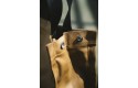 Thumbnail of carhartt-wip-shopping-bag_815469.jpg